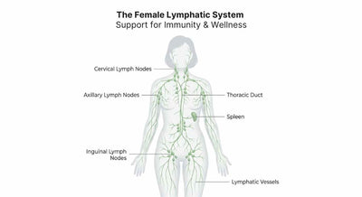 Diagram of the female lymphatic system