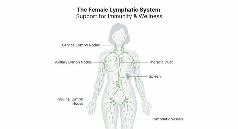 Diagram of the female lymphatic system