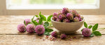 Red Clover